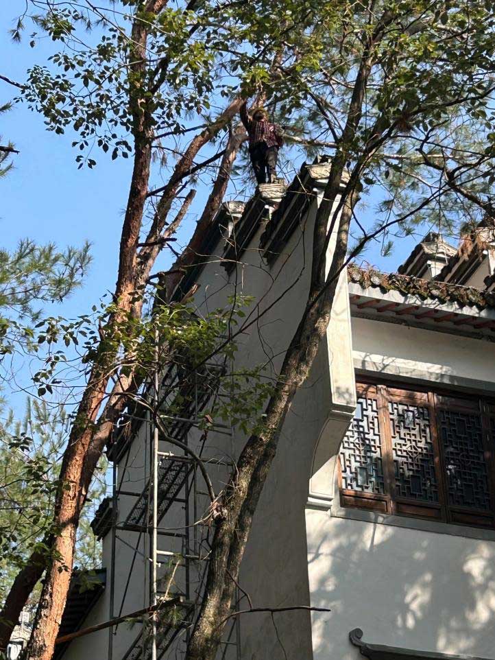排除隱患，國資公司砍樹解民憂