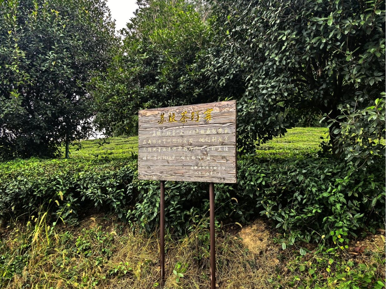 尋根問源 品味徽茶——屯溪實(shí)驗(yàn)茶場開展探尋屯溪綠茶的時(shí)光印記活動(dòng)